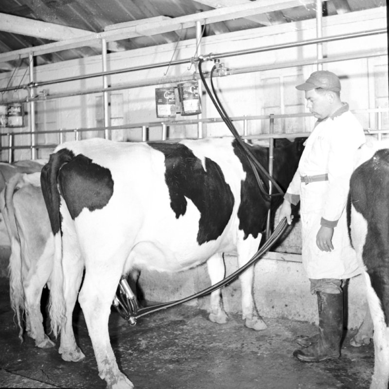 030_pulls the milk... (1953).jpg